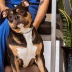 Animal Wellness Exams Veterinary In Redford Charter MI