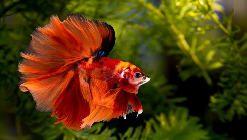 Betta Fish Behavior Before Death Causes Symptoms Petshoods