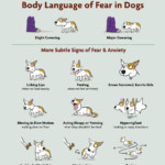 Dog behaviour signs Whitehorse Veterinary Hospital
