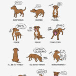 Pin On Dogs Our Best Friends