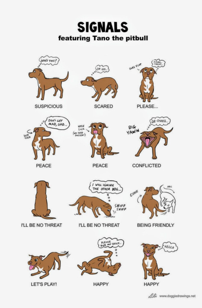 Pin On Dogs Our Best Friends