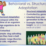 PPT Adaptations PowerPoint Presentation Free Download ID 5484085