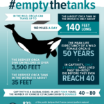 Animal Infographic